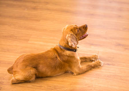 Picture of a nice dog is sitting on the floor and looking up.の写真素材