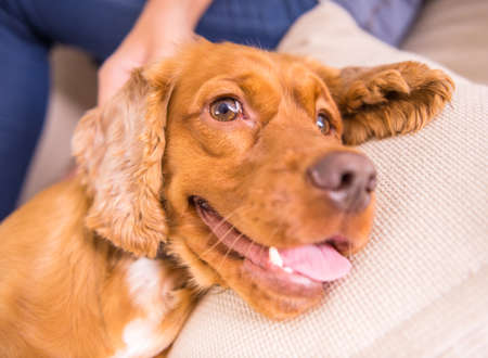 Close-up of a cute brown dog is lying.の写真素材