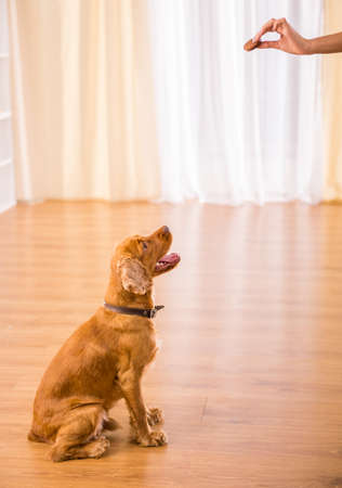 Picture of a nice dog is sitting on the floor and looking to a hand with baking.の写真素材