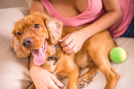Young, attractive woman is playing with dog at home. Close-up of a dog.の写真素材