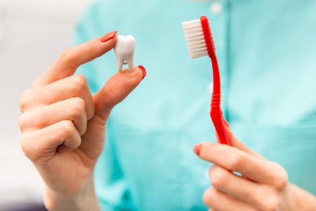Closeup hand of dentist holding a toothbrush and tooth