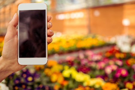 Female hand is holding a smart phone, flowers in orangery in the backgroundの写真素材