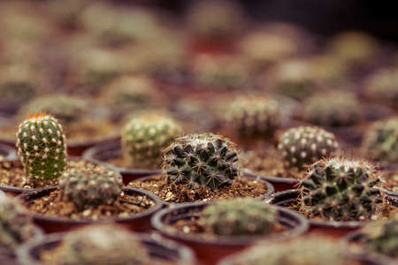 Variety of cacti of different shapes in orangery, close-upの写真素材