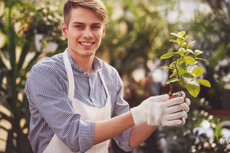 Male florist holding flower pot in flowers shop.の写真素材