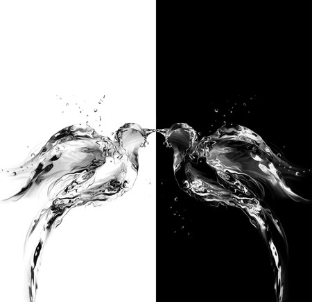 Two birds, one black the other white, made of water kissing.の写真素材