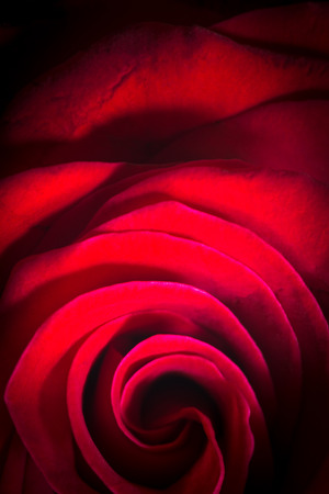 A close up of a red rose with a retro feelingの写真素材