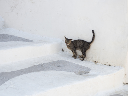A cat is hiding from the hot sun on the white stairs of the narrow streets of Astypalaiaの写真素材