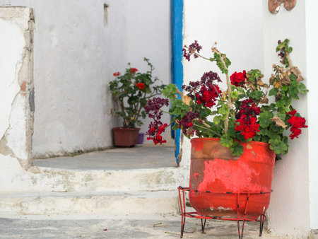 A clay pot with some red flowers on front of a traditional white house in Astypalaia islandの写真素材