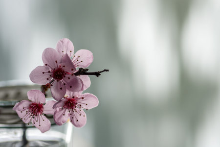 Pink cherry flowers blooming with branch in a small glass on a green backgroundの写真素材