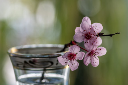 Pink cherry flowers blooming with branch in a small glass on a green backgroundの写真素材