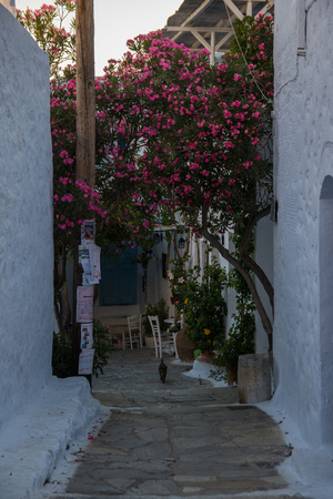 One of the many, white, narrow streets of Amorgos, with beautiful pink flowersの写真素材