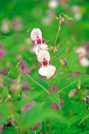 White and violet flowers in the meadowの写真素材
