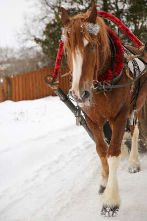 A brown horse with harness, standing on the snow, Suzdal, Russiaの写真素材
