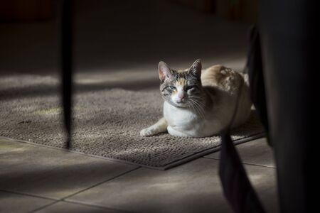Cat in the sun in nature in the summer pet joy rays of the sun.の写真素材