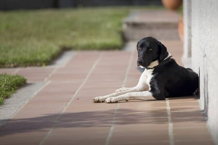 Black and white dog lying in the sun in the house garden.の写真素材