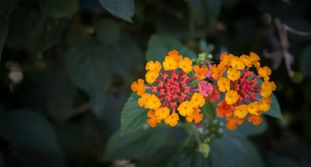 Red and orange flower in a garden.