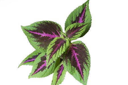 Coleus Rainbow isolated white background.の写真素材