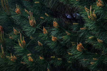 Detail of blossoming pine tree, renewing branches. Tame pine leaves texture.