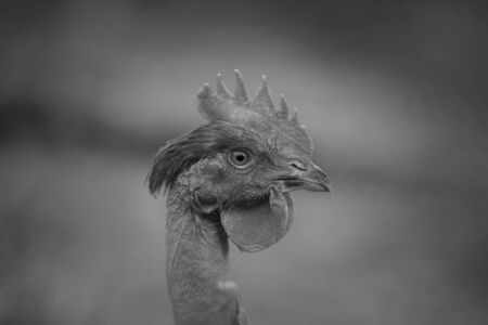 Detail of the head of a happy and healthy chicken.の写真素材