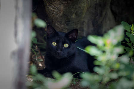 Black cat with clear eyes with a frightened face.の写真素材