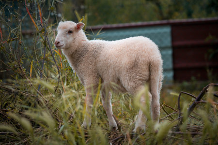 Junior sheep on a farm in the north of Portugal, breeding sheep.