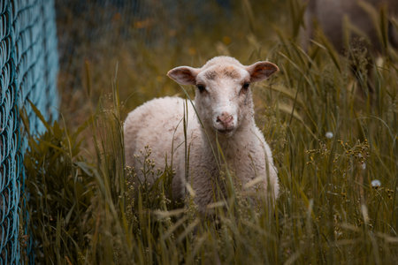 Junior sheep on a farm in the north of Portugal, breeding sheep.