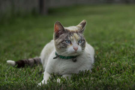 The cat looks up and lying on green lawn. Portrait of fluffy white cat with blue eyes in nature.の写真素材