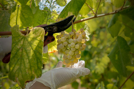 Grapes in his tree. Nice Shoot.の写真素材