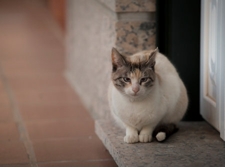 Detail of a white cat accommodated at the entrance to the door of the house to eat its franc croquettes.の写真素材