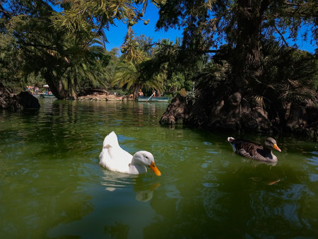 White duck swimming in a pond in a park in Baecelona, Spain.の写真素材