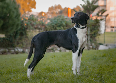 Black and white dog standing on the grass in the garden at dusk