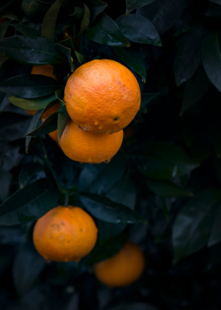 Ripe tangerines on the tree. Selective focus.の写真素材