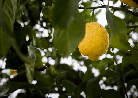 Ripe yellow lemon on a lemon tree in the garden. Selective focus.の写真素材