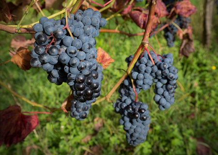Ripe red wine grapes ready to harvest in a vineyard.の写真素材