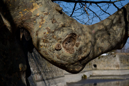 Rhinoceros head shaped tree branch