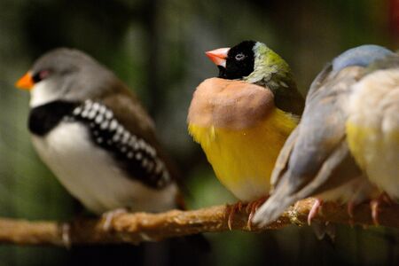 Little colorful bird sits on a branch with other birdsの写真素材