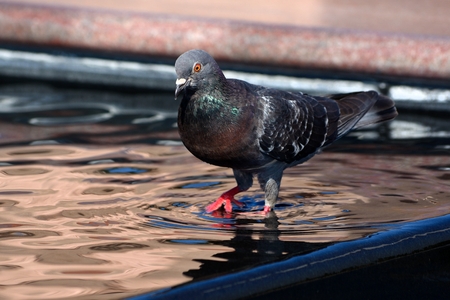 Pigeon walking on city fountainの写真素材