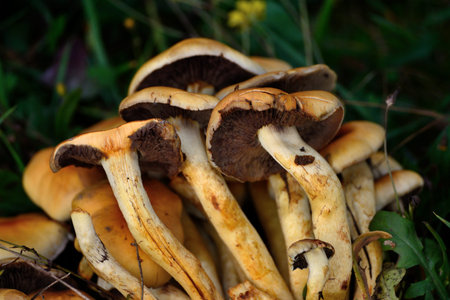 Brown and yellow mushrooms. A group close up shot in the grass