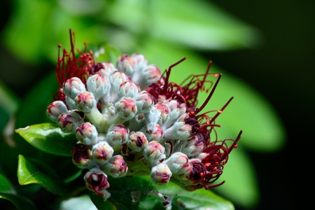 White and red flower buds in front of green background ready to open up.の写真素材