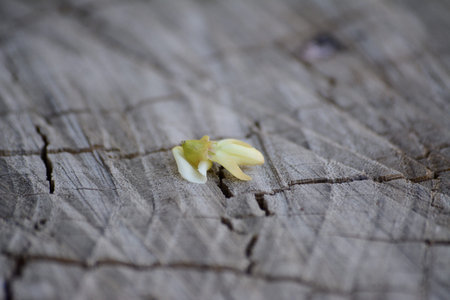 Little yellow flower on a tree trunk up closeの写真素材