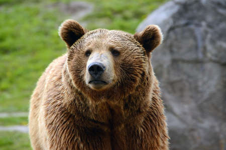Grizzly bear curious brown bear closeup portrait in Wyoming USAの写真素材