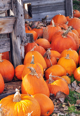 Pumpkin patch on sunny Autumn day. Close-up.