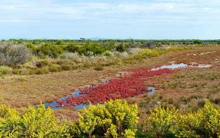 aquatic plants in the natural parkの写真素材
