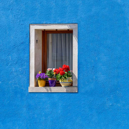 Window with flower pot on blue wallの写真素材