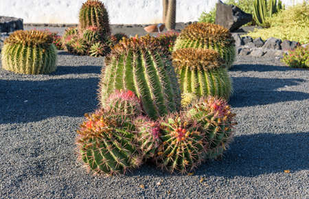 huge spherical cactus in the cactus gardenの写真素材