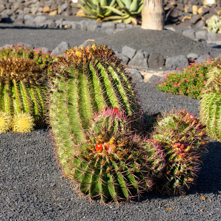 huge spherical cactus in the cactus gardenの写真素材
