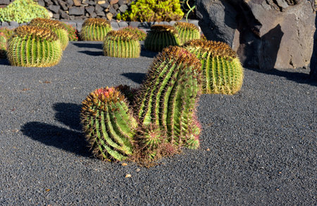 huge spherical cactus in the cactus gardenの写真素材