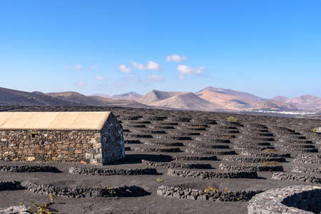 Geria vineyard on volcanic soil, Lanzarote, Canary islands, Spainの写真素材