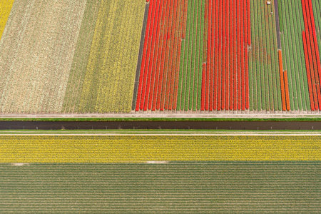 aerial view of a tulips in spring, Holland
