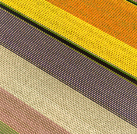 aerial view of a pattern of tulips, Netherlands